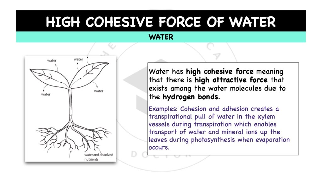 High cohesive force of water in STPM Biology Semester 1, Chapter 1