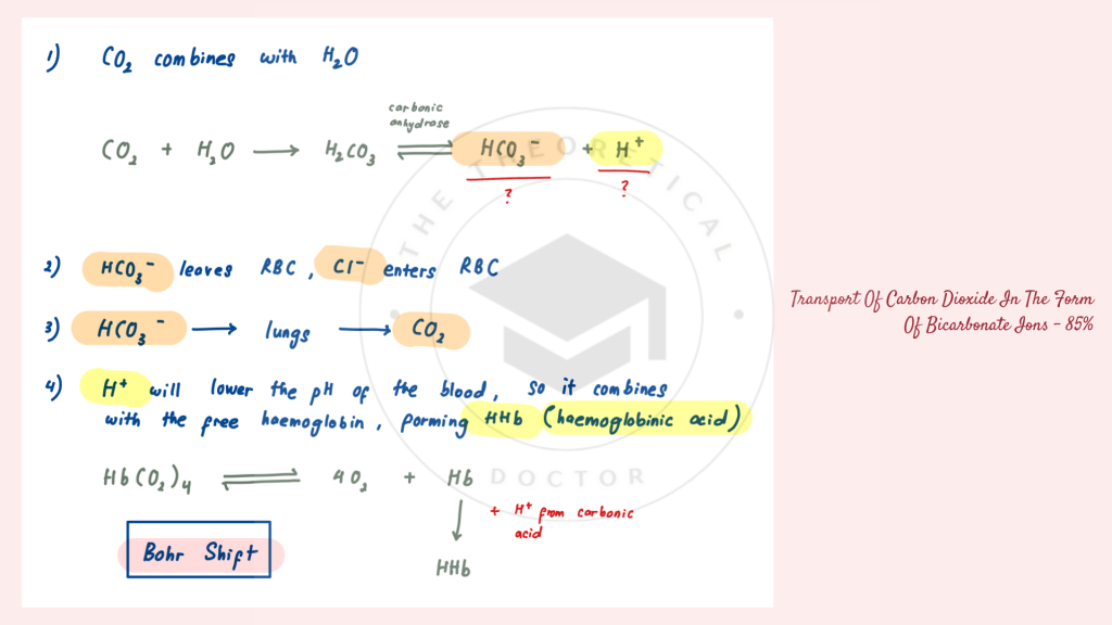 The transport of carbon dioxide in the form of bicarbonate ions. Gaseous Exchange in STPM Biology Semester 2 Chapter 7