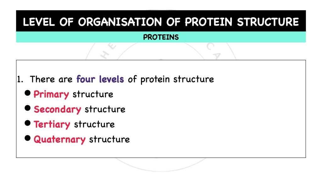 Level of organisation or protein structure. Proteins in STPM Biology Semester 1 Chapter 1