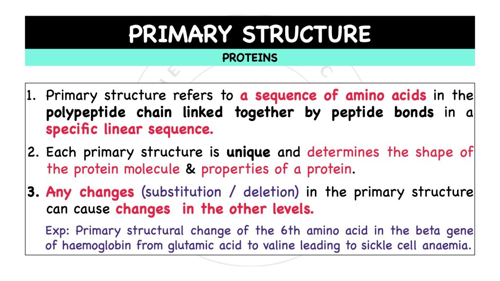 Primary structure of proteins. Proteins in STPM Biology Semester 1 Chapter 1