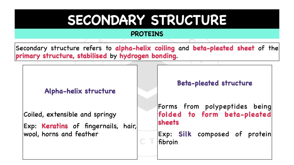 Secondary structure of proteins. Proteins in STPM Biology Semester 1 Chapter 1
