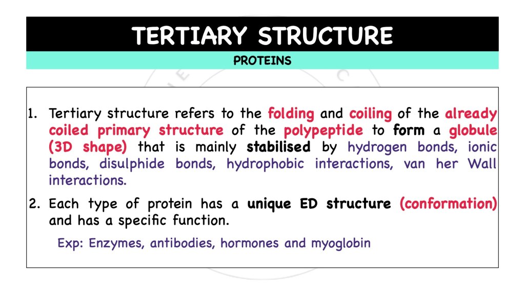 Tertiary structure of proteins. Proteins in STPM Biology Semester 1 Chapter 1