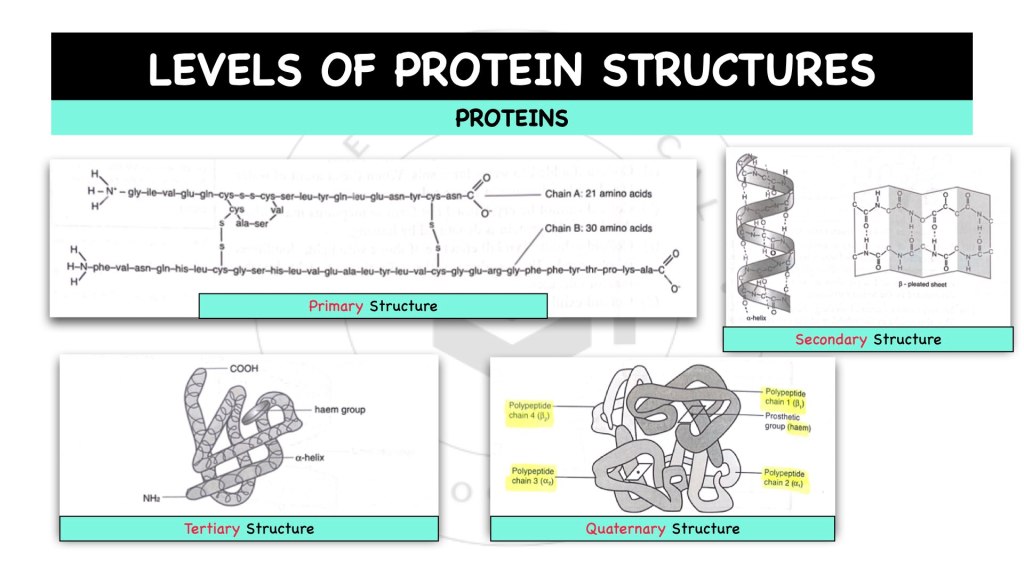 Difference between primary structure, secondary structure, tertiary structure and quaternary structure of proteins. Proteins in STPM Biology Semester 1 Chapter 1