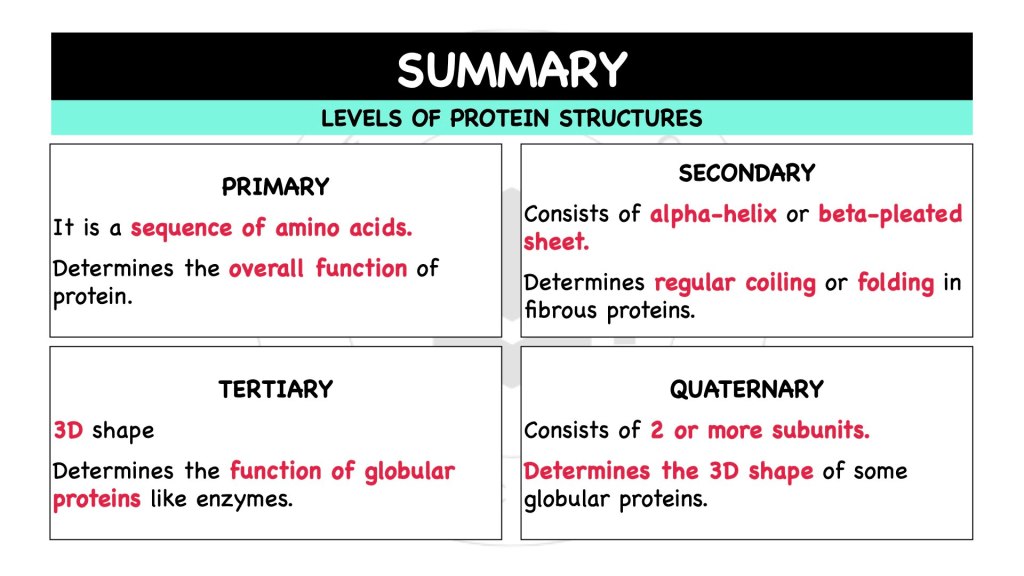 Difference between primary structure, secondary structure, tertiary structure and quaternary structure of proteins. Proteins in STPM Biology Semester 1 Chapter 1