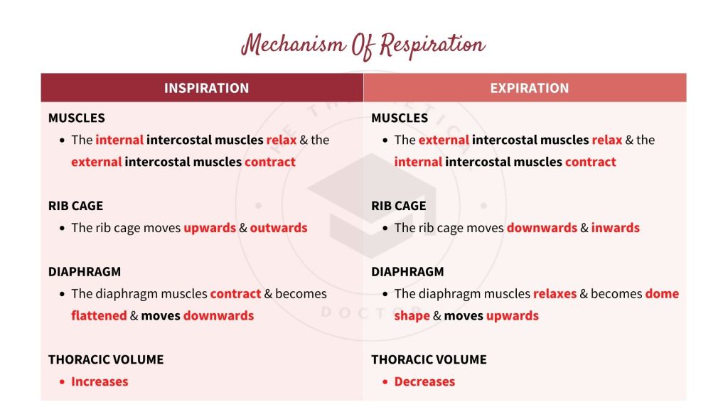 The mechanism of respiration in inspiration and expiration. Gaseous Exchange in STPM Biology Semester 2 Chapter 7