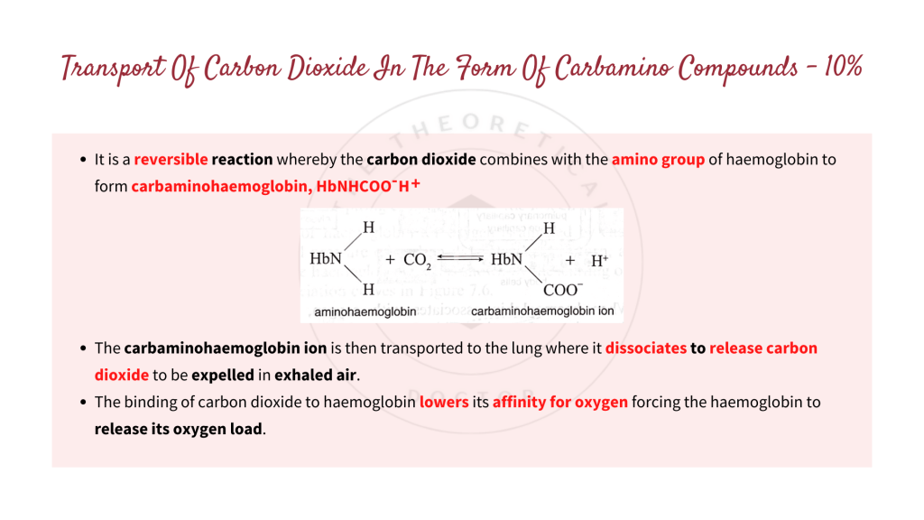 The transport of carbon dioxide in the form of carbamino compounds. Gaseous Exchange in STPM Biology Semester 2 Chapter 7