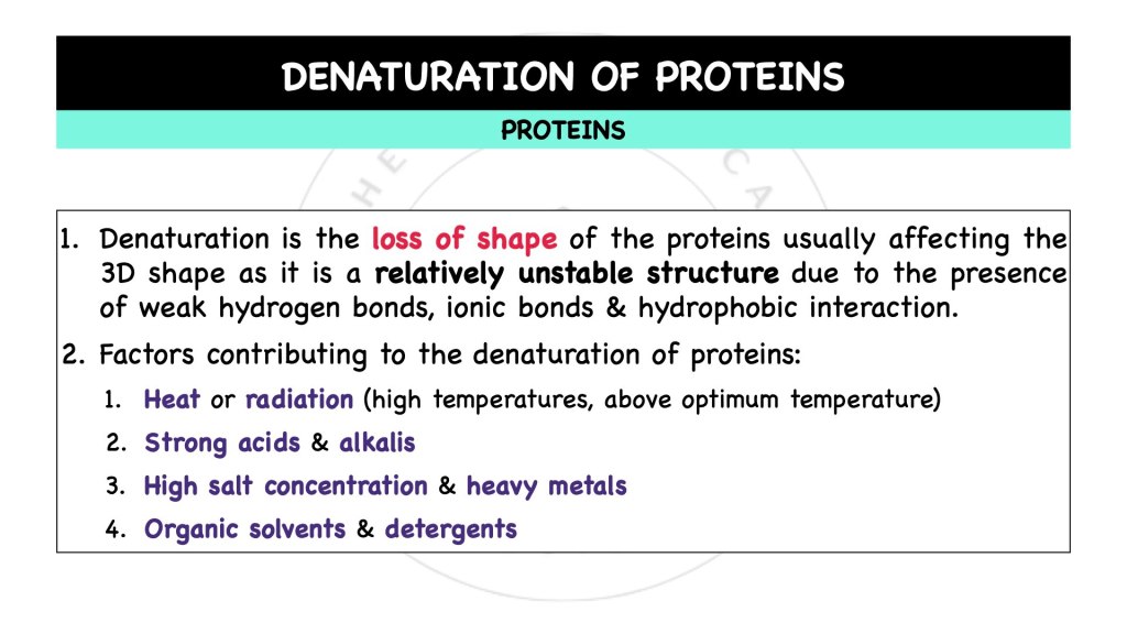 What are the factors contributing to denaturation of proteins? Proteins in STPM Biology Semester 1 Chapter 1