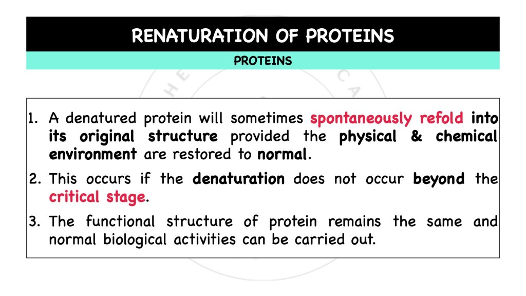 How do proteins renature? Proteins in STPM Biology Semester 1 Chapter 1