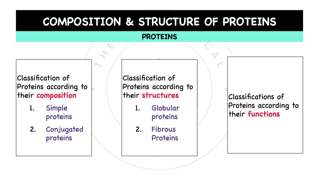 What is the composition and structure of proteins? Proteins in STPM Biology Semester 1 Chapter 1