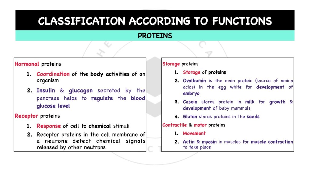 Classification according to composition of proteins. Proteins in STPM Biology Semester 1 Chapter 1