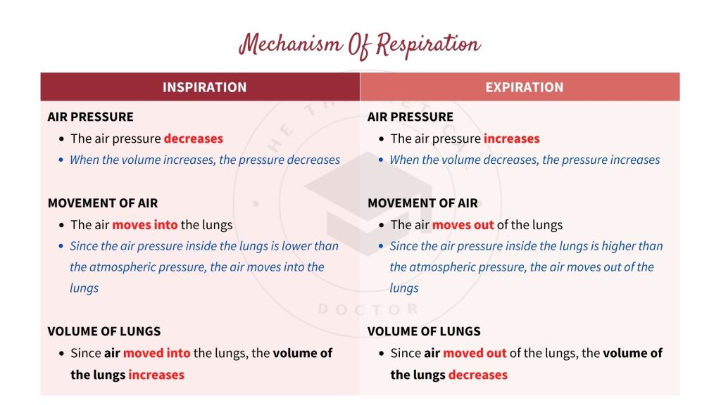 The mechanism of respiration in inspiration and expiration. Gaseous Exchange in STPM Biology Semester 2 Chapter 7