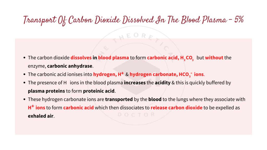 The transport of carbon dioxide dissolved in the blood plasma. Gaseous Exchange in STPM Biology Semester 2 Chapter 7