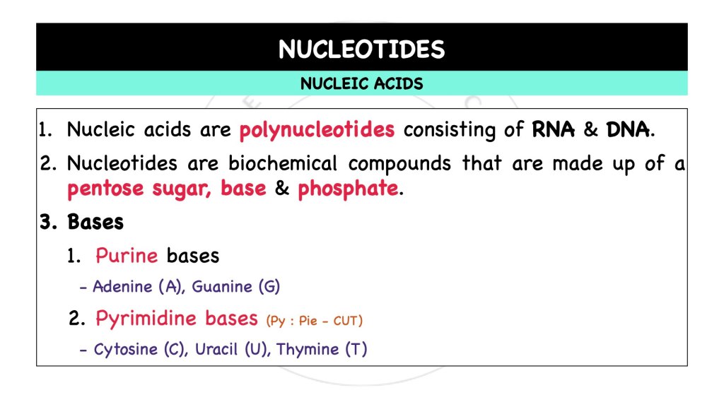 What are nucleotides? Nucleic acids in STPM Biology Semester 1 Chapter 1