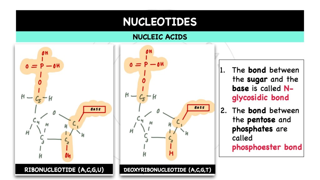Difference between ribonucleotide and deoxyribonucleotide structure. Nucleic acids in STPM Biology Semester 1 Chapter 1