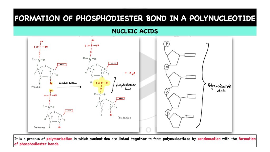 Formation of phosphodiester bond in polynucleotide. Nucleic acids in STPM Biology Semester 1 Chapter 1