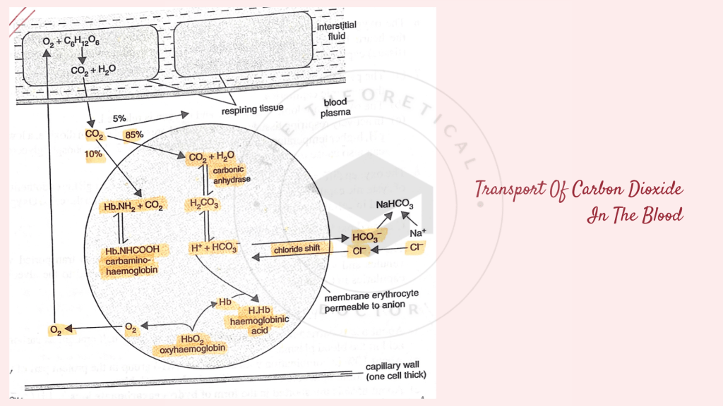 The transport of carbon dioxide in the blood. Gaseous Exchange in STPM Biology Semester 2 Chapter 7