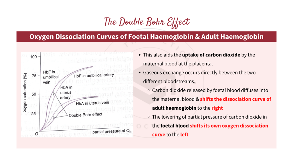 Oxygen dissociation curves of foetal haemoglobin and adult haemoglobin with the explanation of Double Bohr Effect. Gaseous Exchange in STPM Biology Semester 2 Chapter 7