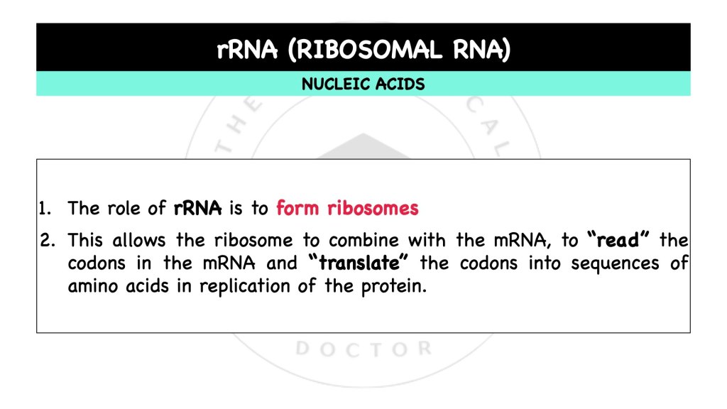 What is ribosomal RNA, rRNA? Nucleic acids in STPM Biology Semester 1 Chapter 1