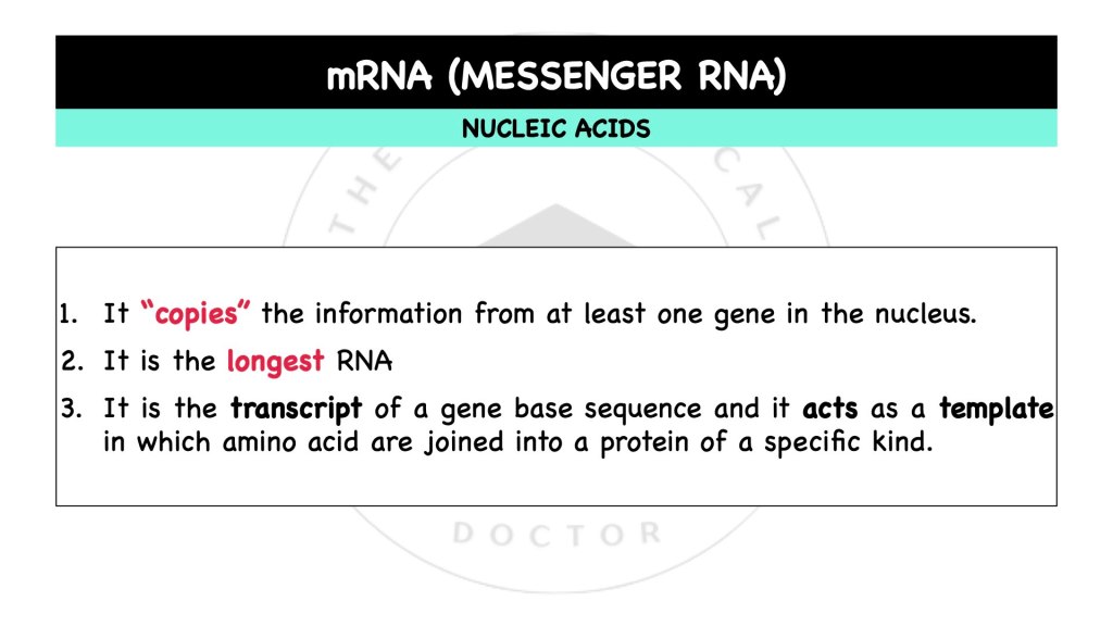 What is messenger RNA, mRNA? Nucleic acids in STPM Biology Semester 1 Chapter 1