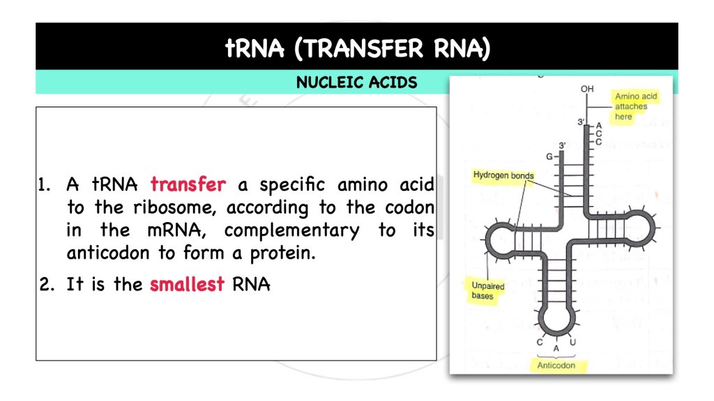 What is transfer RNA, tRNA? Nucleic acids in STPM Biology Semester 1 Chapter 1
