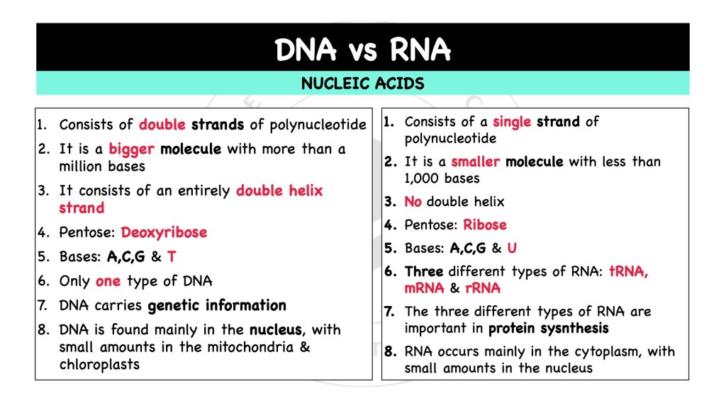 DNA versus RNA. Comparison between DNA and RNA. Nucleic acids in STPM Biology Semester 1 Chapter 1