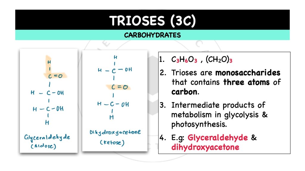 What are Trioses? Carbohydrates in STPM Biology Semester 1, Chapter 1