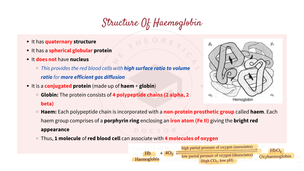 The structure of haemoglobin. Gaseous Exchange in STPM Biology Semester 2 Chapter 7
