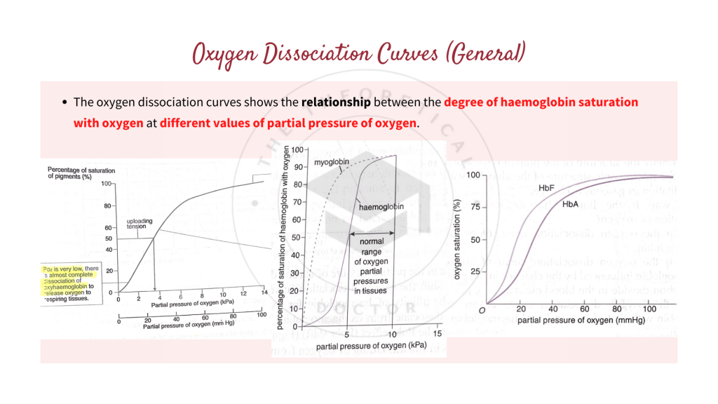 Oxygen dissociation curves of haemoglobin, myoglobin and foetal haemoglobin. Gaseous Exchange in STPM Biology Semester 2 Chapter 7
