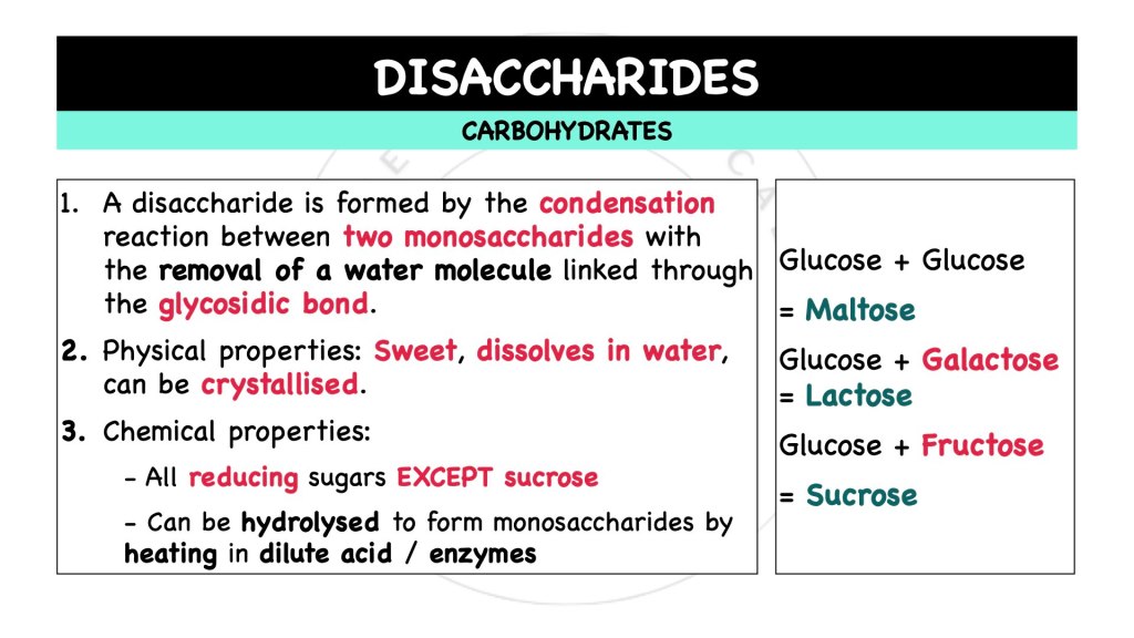 What are disaccharides? Carbohydrates in STPM Biology Semester 1, Chapter 1