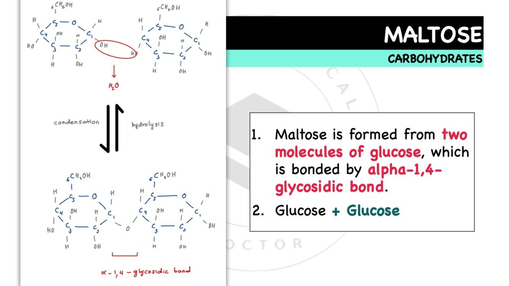 What is maltose? Maltose in disaccharides. Carbohydrates in STPM Biology Semester 1, Chapter 1