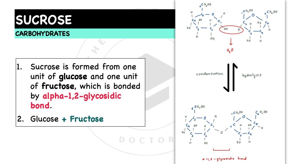 What is sucrose? Sucrose in disaccharides. Carbohydrates in STPM Biology Semester 1, Chapter 1