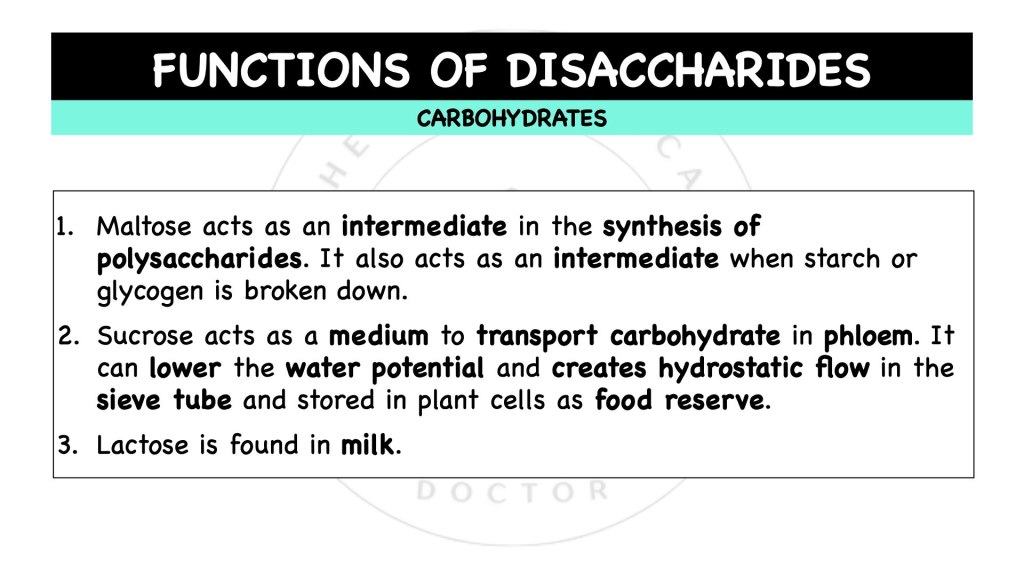 What are the functions of disaccharides? Carbohydrates in STPM Biology Semester 1, Chapter 1