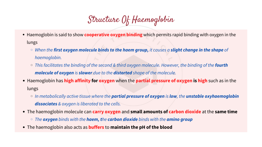The structure of haemoglobin. Gaseous Exchange in STPM Biology Semester 2 Chapter 7