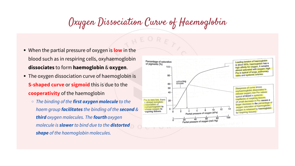 Oxygen dissociation curves of haemoglobin. Gaseous Exchange in STPM Biology Semester 2 Chapter 7