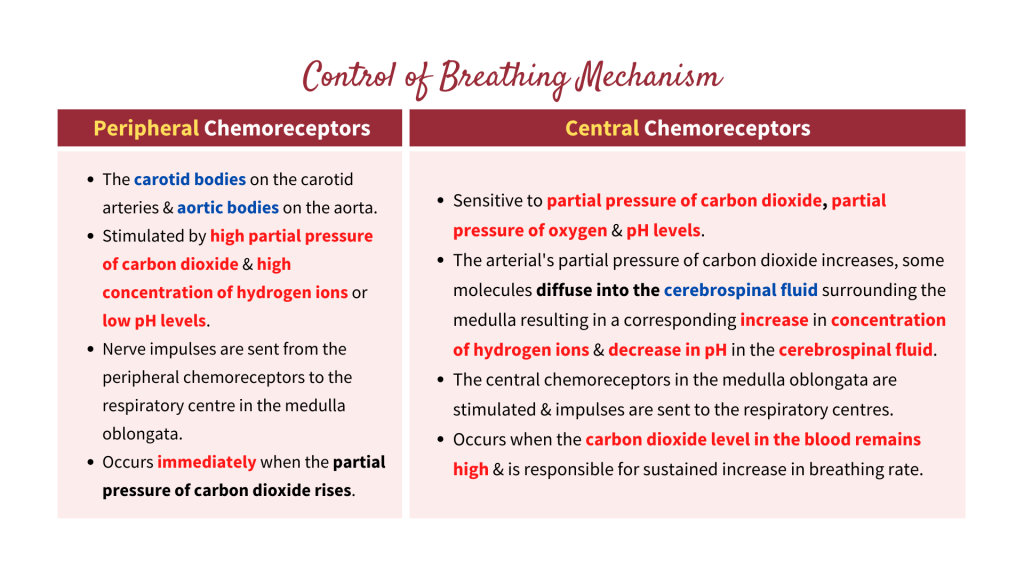 Control of breathing mechanism in human with the explanation of the roles of peripheral and central chemoreceptors. Gaseous Exchange in STPM Biology Semester 2 Chapter 7