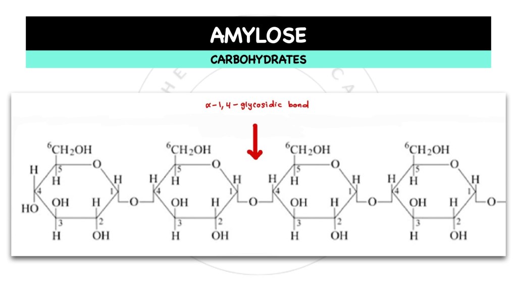 What is amylose? Carbohydrates in STPM Biology Semester 1, Chapter 1
