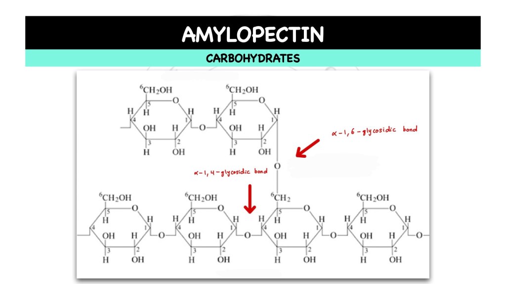 What is amylopectin? Carbohydrates in STPM Biology Semester 1, Chapter 1