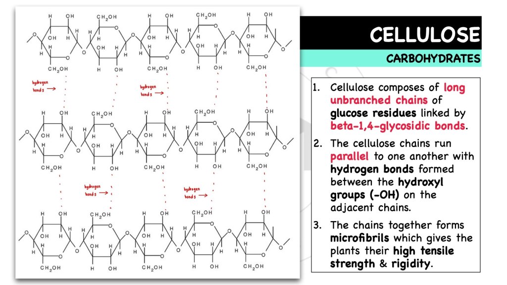 What is cellulose? Carbohydrates in STPM Biology Semester 1, Chapter 1