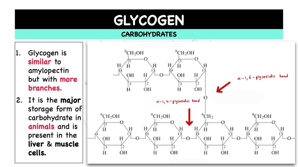 What is glycogen? Carbohydrates in STPM Biology Semester 1, Chapter 1