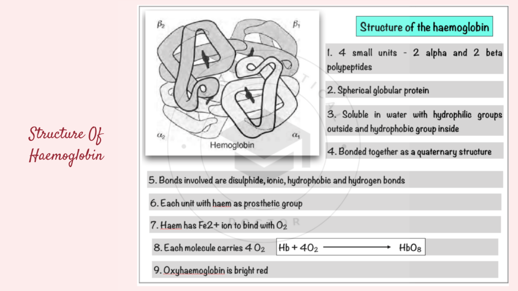 The structure of haemoglobin. Gaseous Exchange in STPM Biology Semester 2 Chapter 7