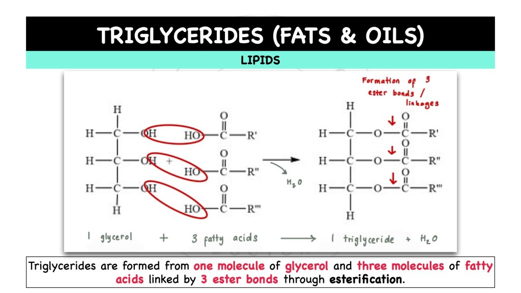 What are triglycerides? Lipids in STPM Biology Semester 1 Chapter 1