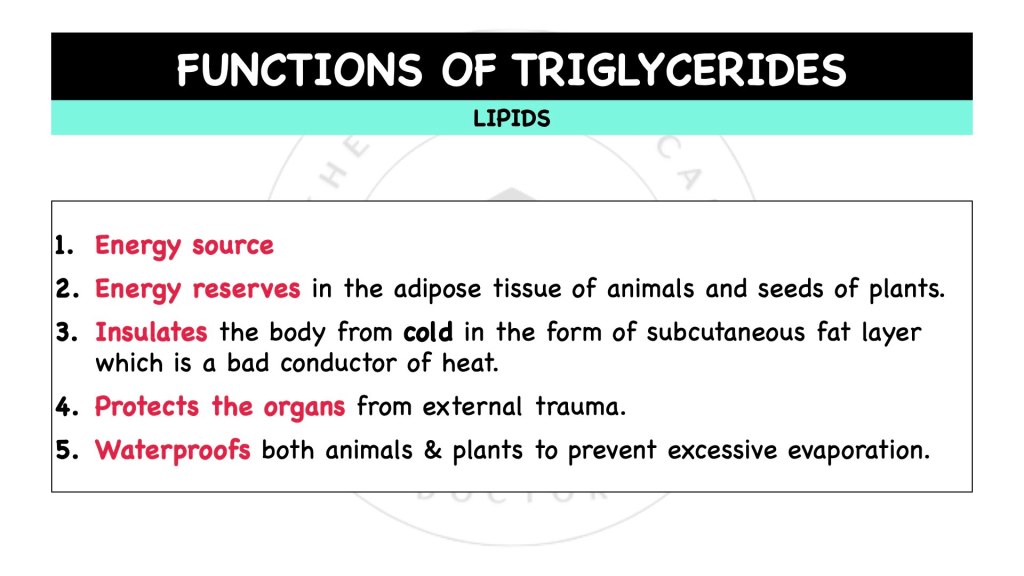 What are the functions of triglycerides? Lipids in STPM Biology Semester 1 Chapter 1