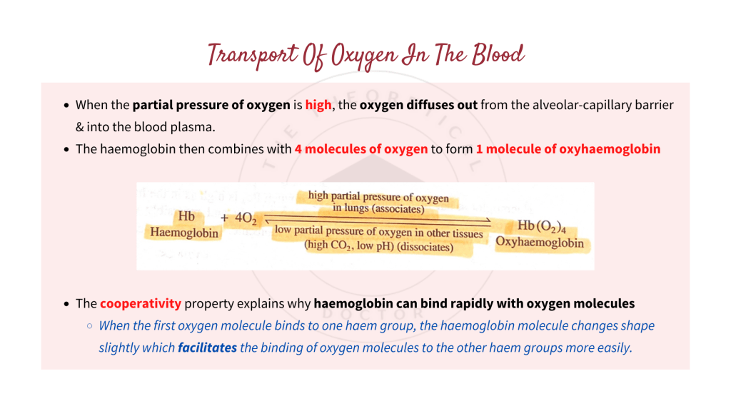 The transport of oxygen in the blood. Gaseous Exchange in STPM Biology Semester 2 Chapter 7