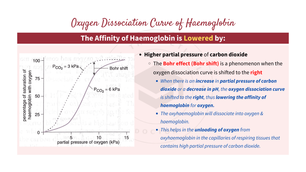 Oxygen dissociation curves of haemoglobin with the explanation of Bohr effect or Bohr shift. Gaseous Exchange in STPM Biology Semester 2 Chapter 7