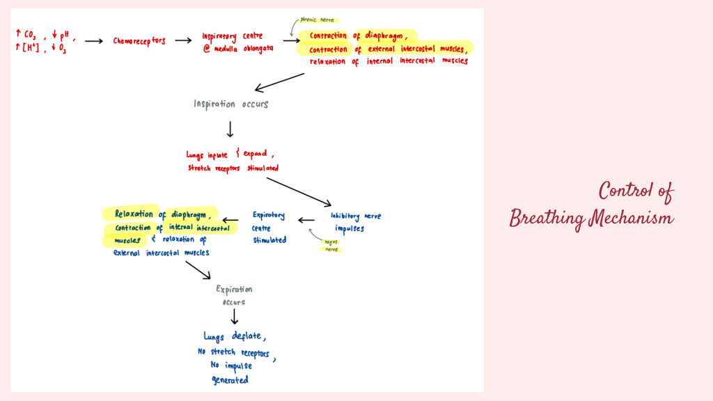 Control of breathing mechanism in human. Gaseous Exchange in STPM Biology Semester 2 Chapter 7