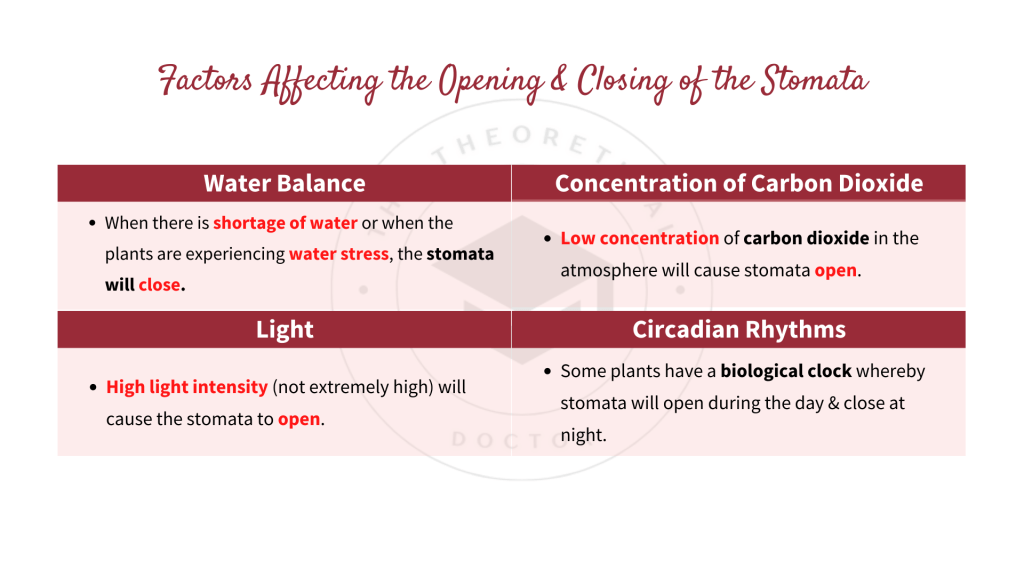 Explanation on factors affecting the stomatal opening and stomatal closing. Gaseous Exchange in STPM Biology Semester 2 Chapter 7