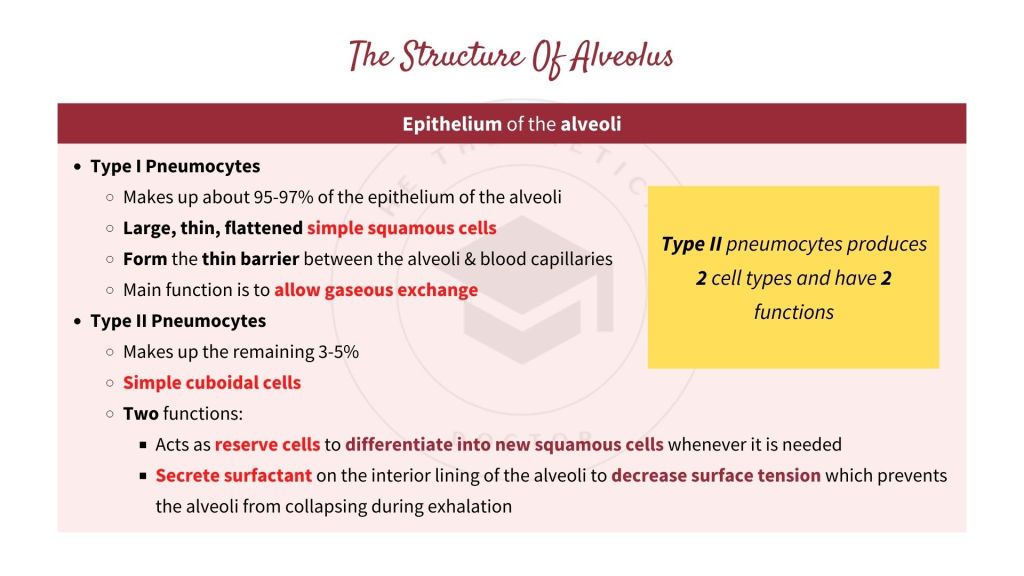 The structure of alveolus or alveoli. Gaseous Exchange in STPM Biology Semester 2 Chapter 7