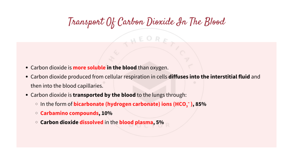 The transport of carbon dioxide in the blood. Gaseous Exchange in STPM Biology Semester 2 Chapter 7
