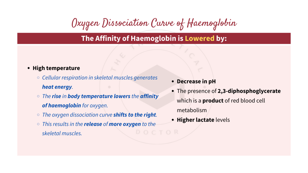 Oxygen dissociation curves of haemoglobin with the explanation on how the affinity of haemoglobin is lowered. Gaseous Exchange in STPM Biology Semester 2 Chapter 7