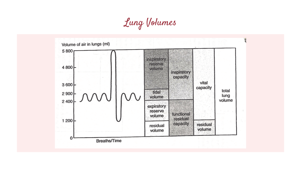 Lung volumes. Gaseous Exchange in STPM Biology Semester 2 Chapter 7